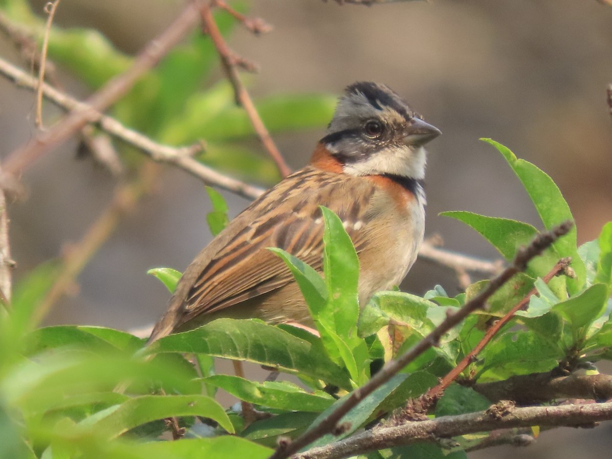 Rufous-collared Sparrow - Francisco Emilio Roldan Velasco Tuxtla Birding Club - Chiapas