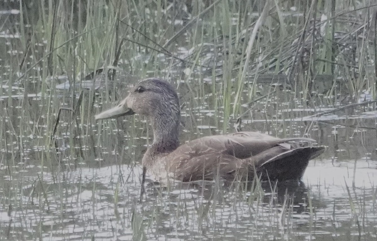 American Black Duck - Steve Mayo