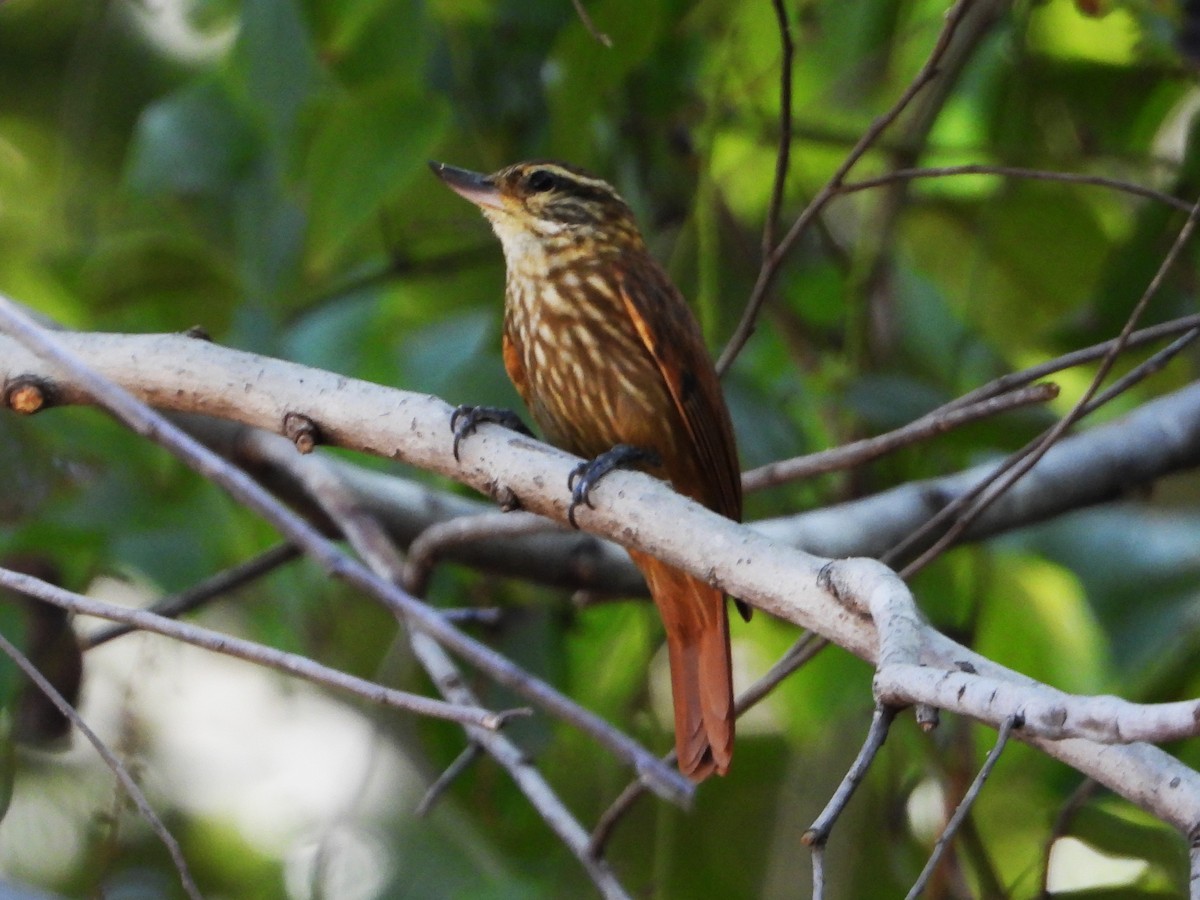 Streaked Xenops - ML618906381