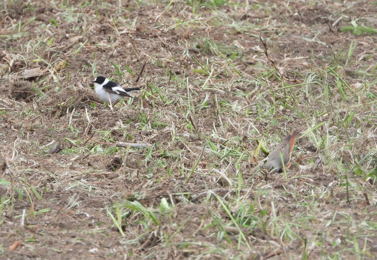 Collared Flycatcher - Francesco Barberini