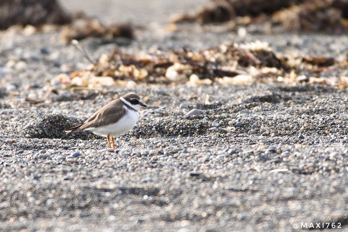 Semipalmated Plover - ML618906388