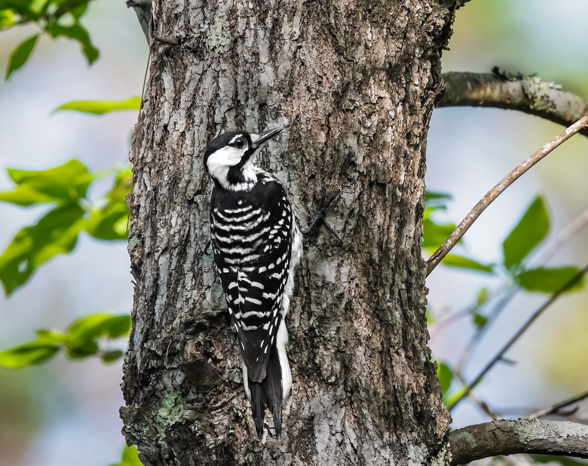 Red-cockaded Woodpecker - Jim Merritt