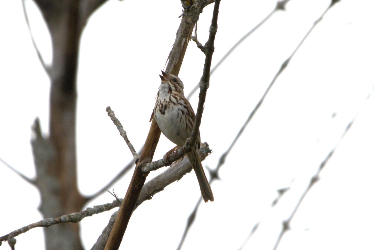 Song Sparrow - Michel Marsan