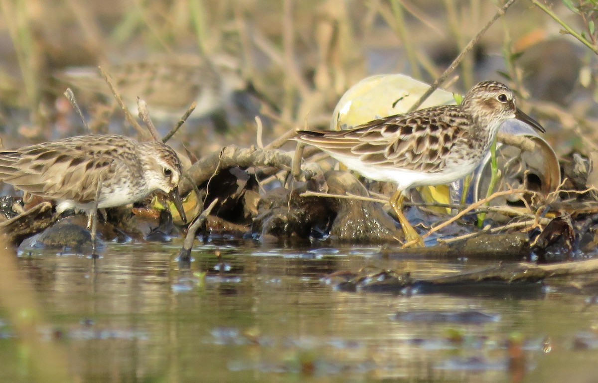 pygmésnipe - ML618906417