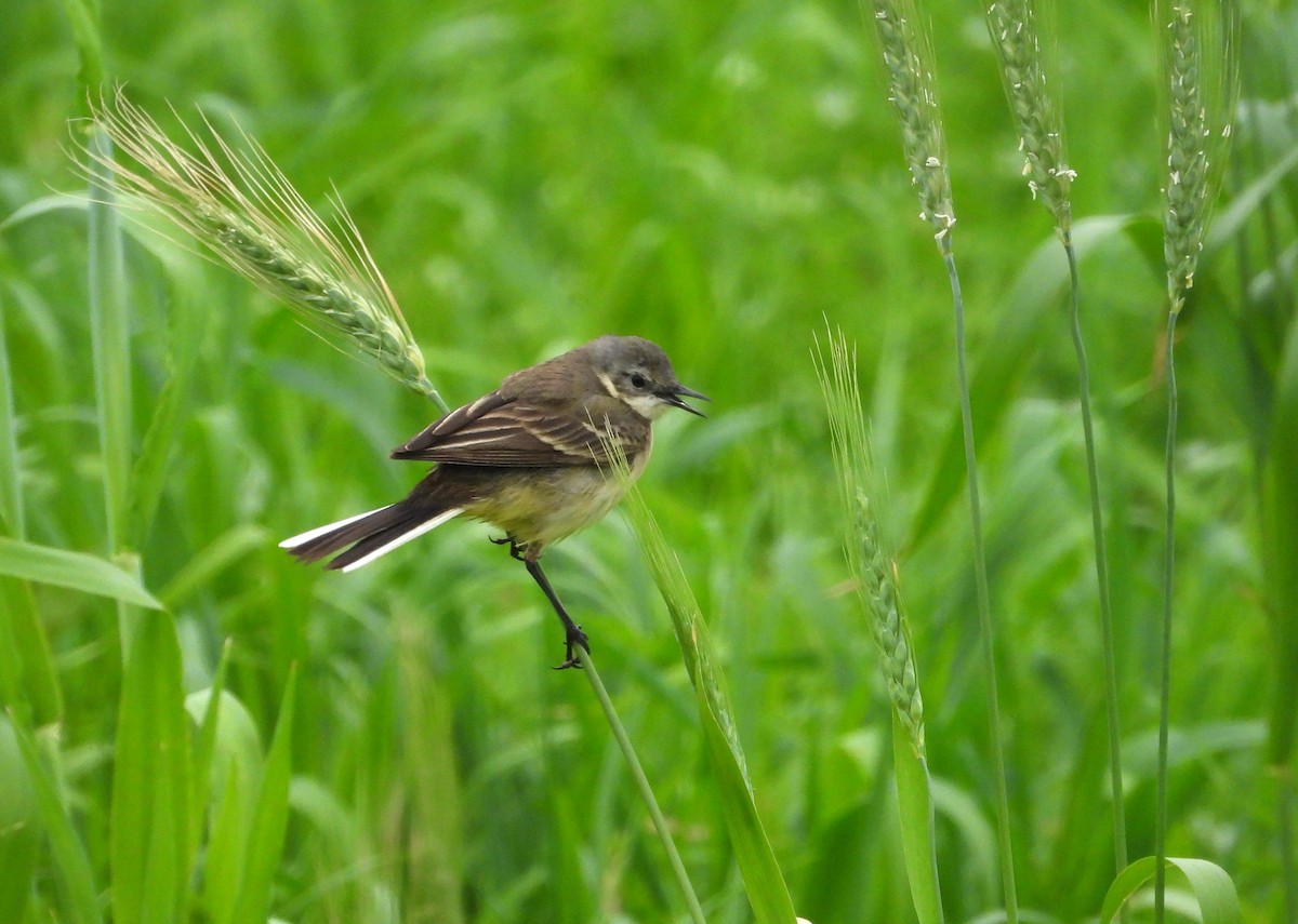 Western Yellow Wagtail (cinereocapilla) - Francesco Barberini