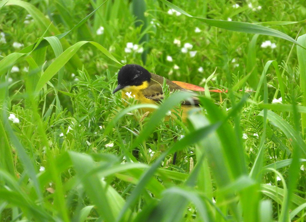 Western Yellow Wagtail (feldegg) - Francesco Barberini