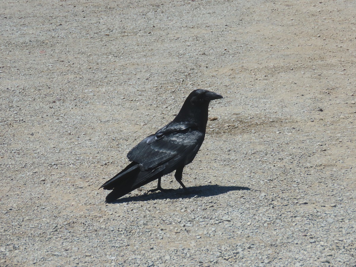 Common Raven - Gayle Dangers-Meusel
