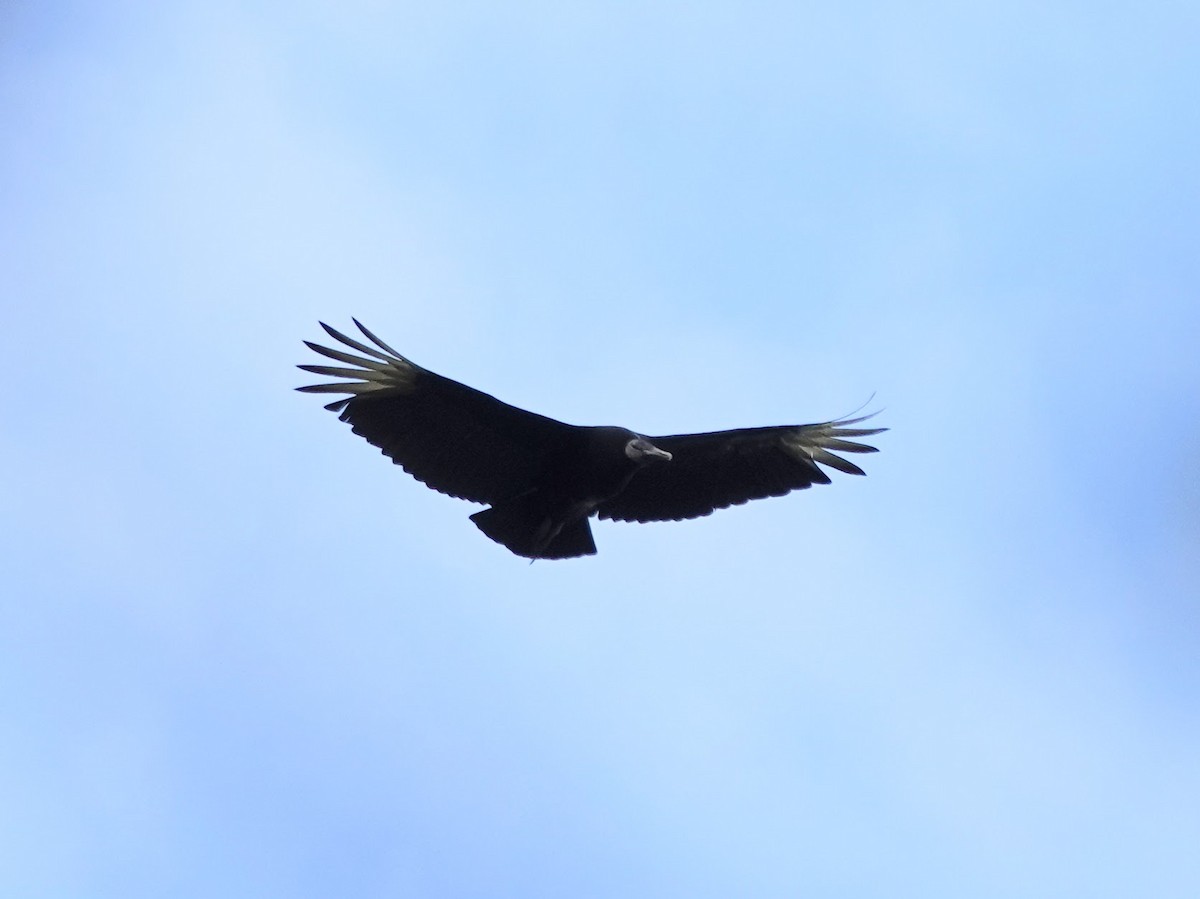 Black Vulture - Celeste Echlin