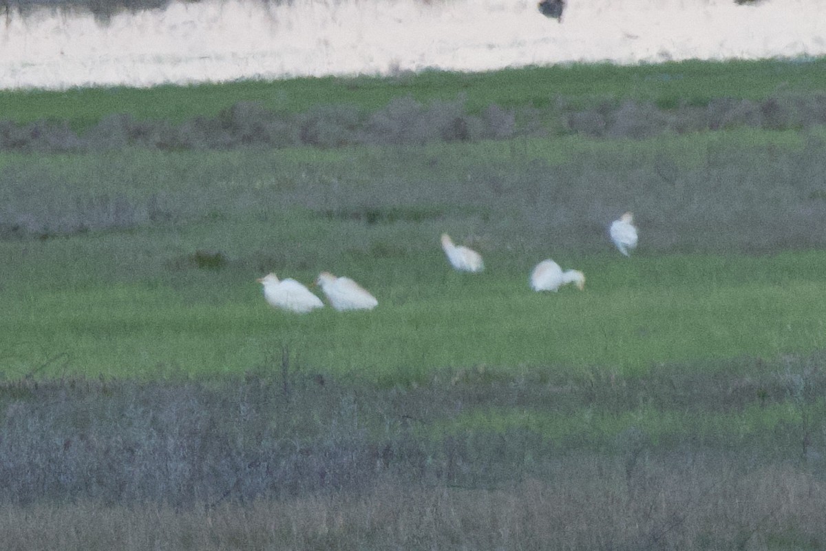 Western Cattle Egret - A Branch