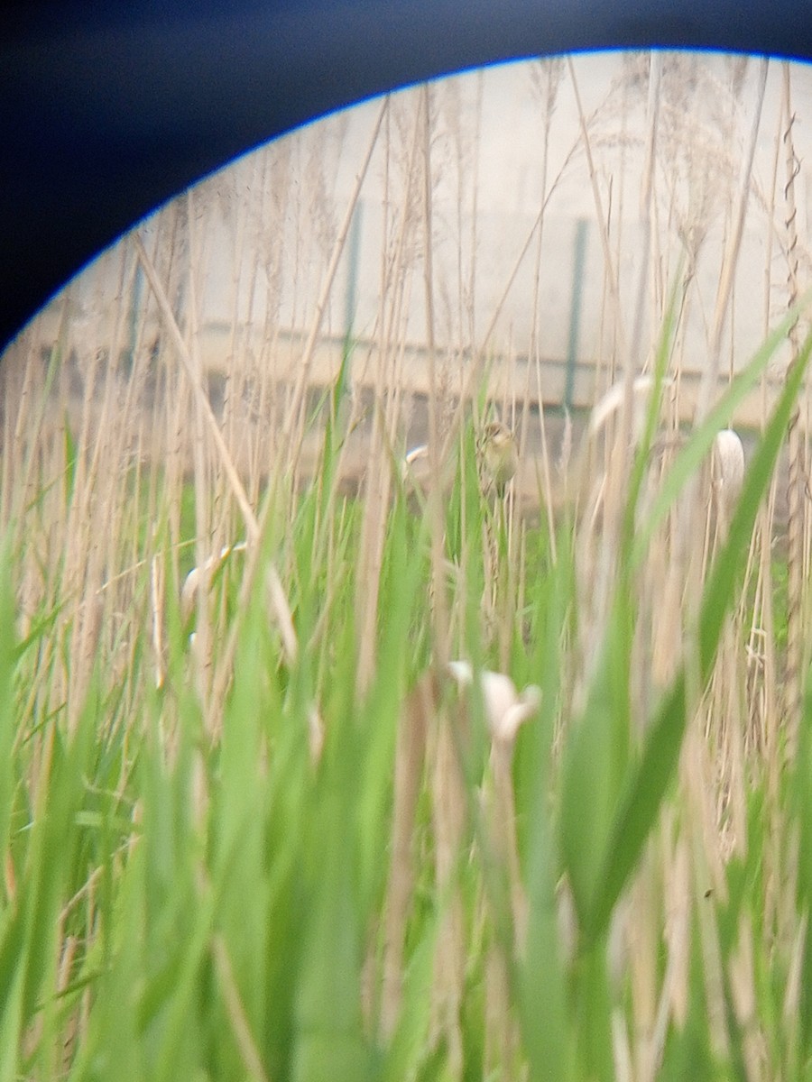 Marsh Warbler - Viktor Kovacevic