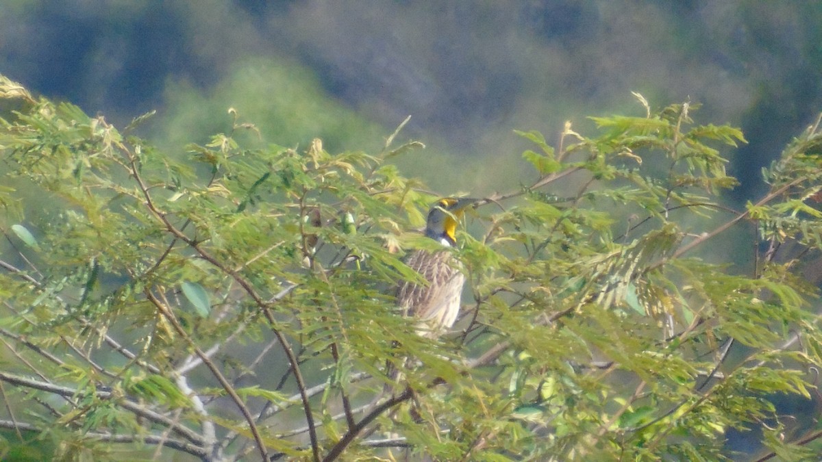 Eastern Meadowlark - Eco Reserva Ocelote