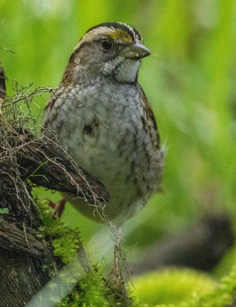 White-throated Sparrow - Jenny Rogers