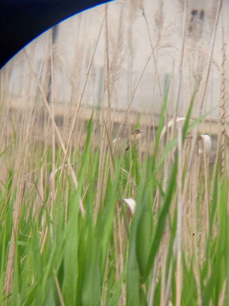 Marsh Warbler - Viktor Kovacevic