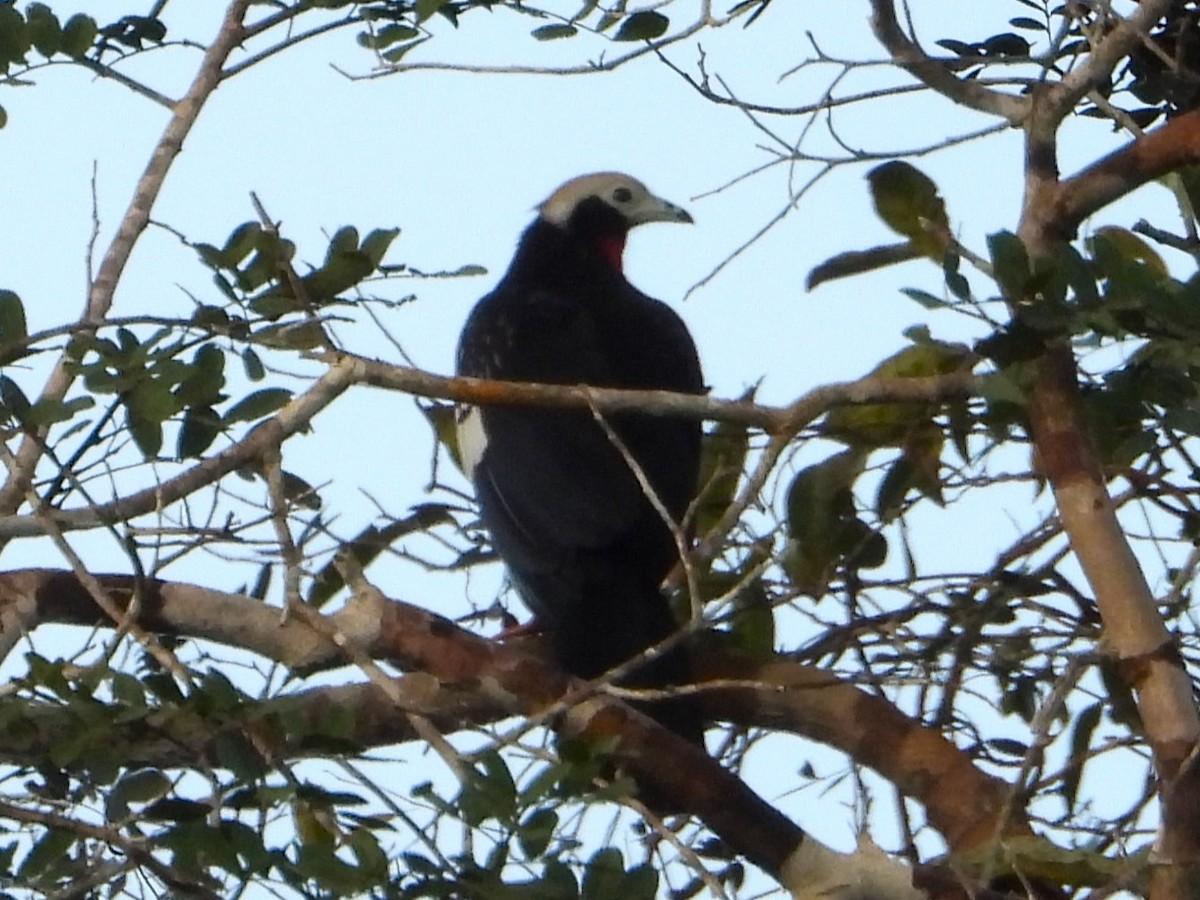 Red-throated Piping-Guan - ML618906518