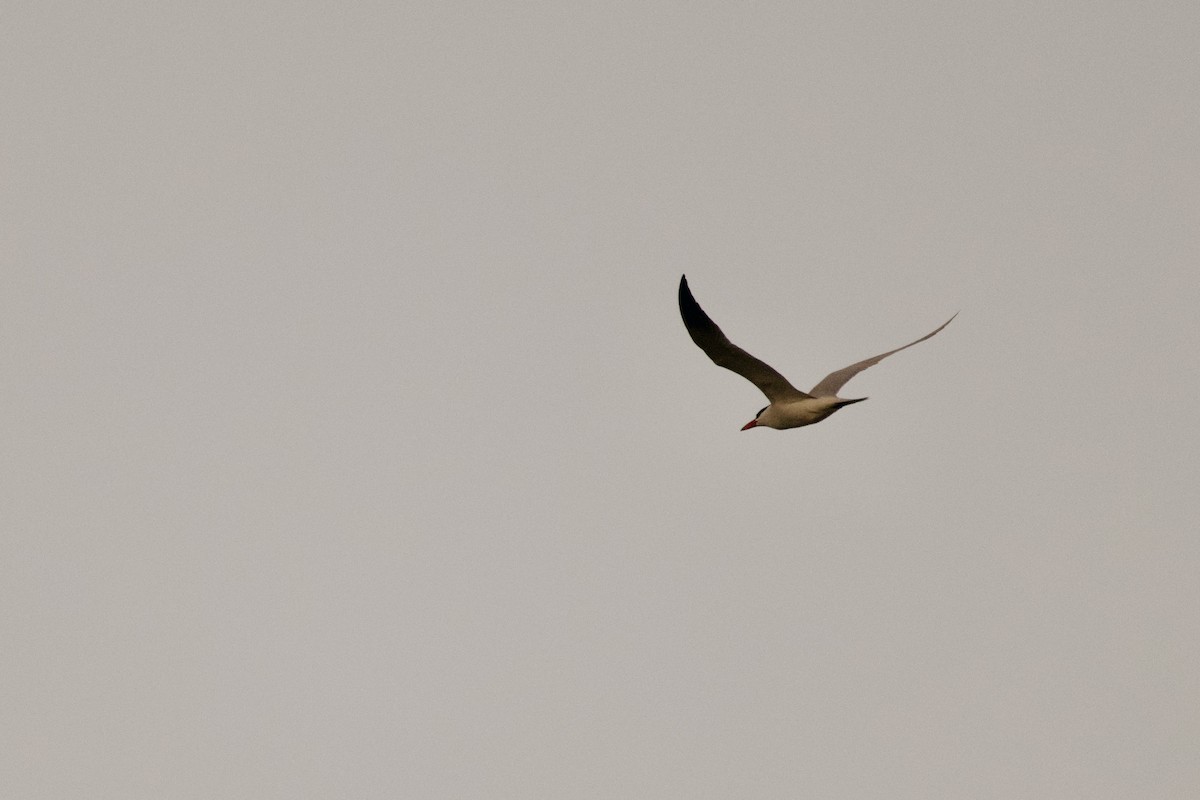 Caspian Tern - A Branch