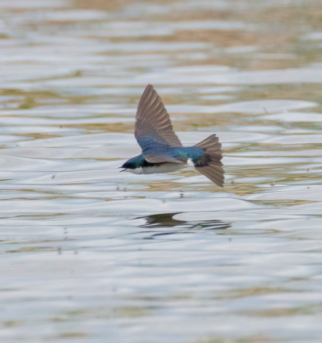 Tree Swallow - Pamela  Bevelhymer