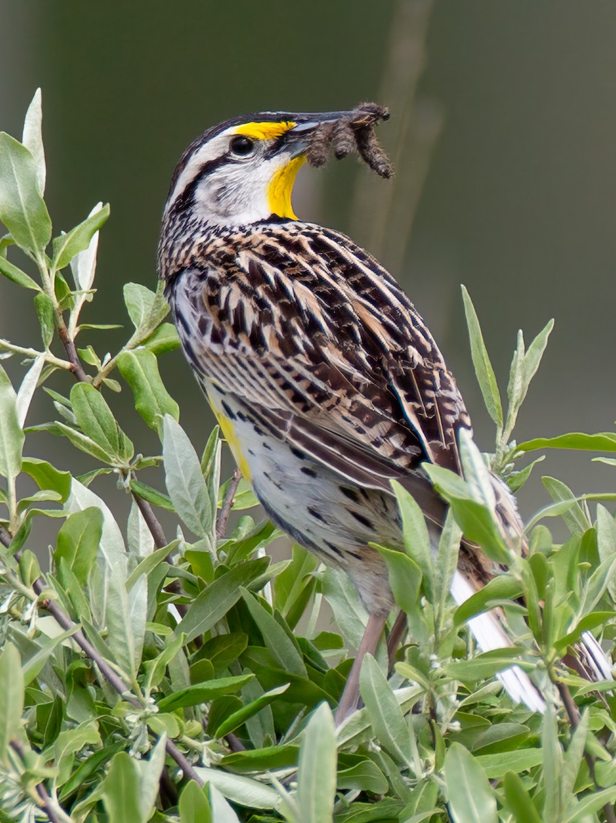 Eastern Meadowlark - Pamela  Bevelhymer