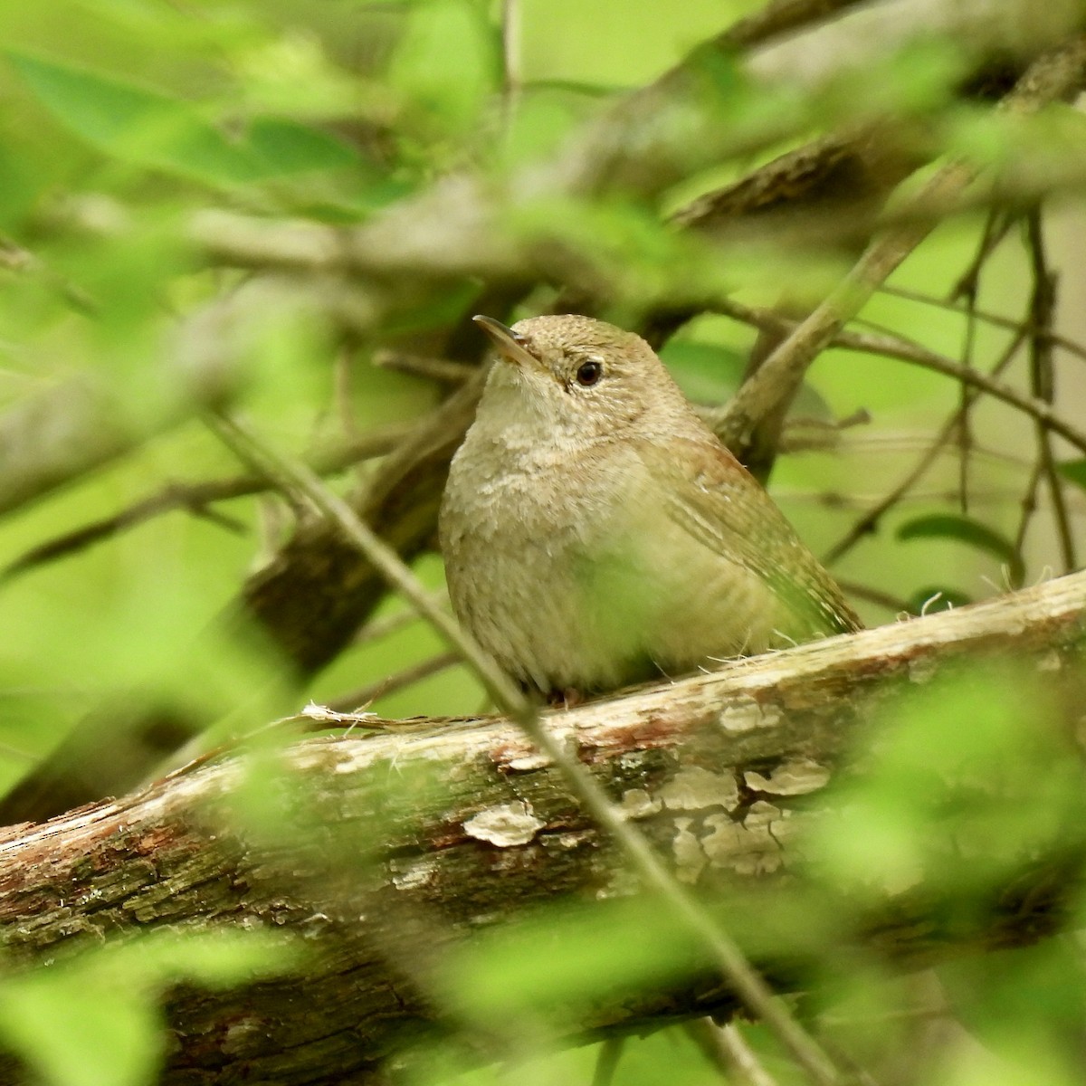 House Wren - Christopher Plummer