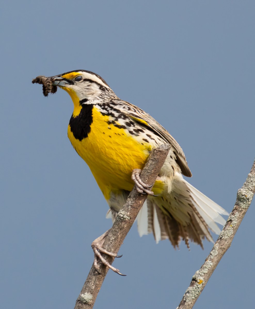 Eastern Meadowlark - ML618906560