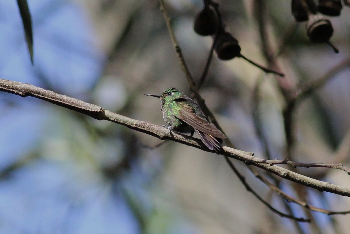 Tyrian Metaltail (Santa Marta) - Jamie Adams