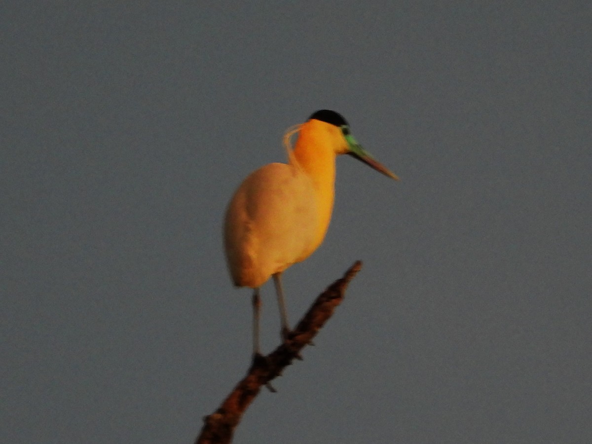 Capped Heron - ML618906575