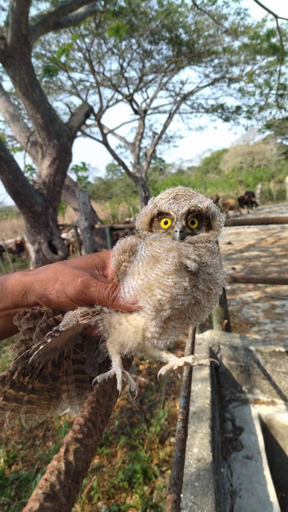 Tropical Screech-Owl - Mariana Barrios