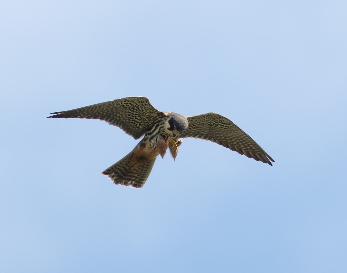 Eurasian Hobby - Simon Colenutt