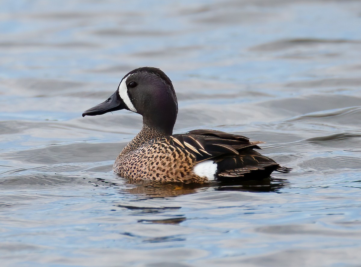 Blue-winged Teal - ML618906617