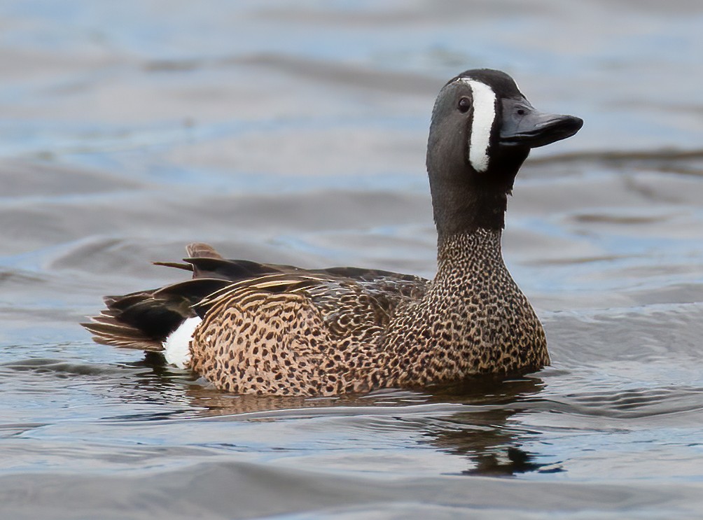 Blue-winged Teal - ML618906618
