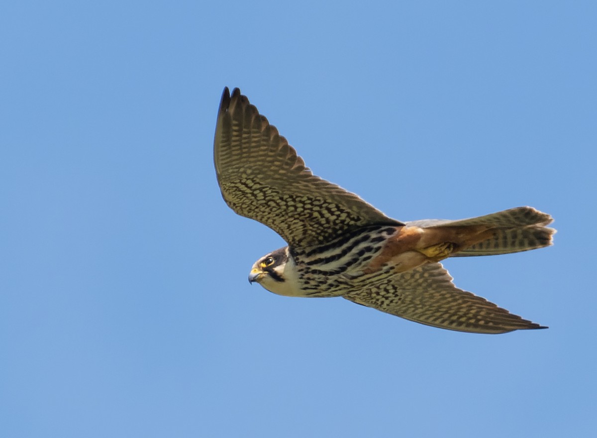 Eurasian Hobby - ML618906619