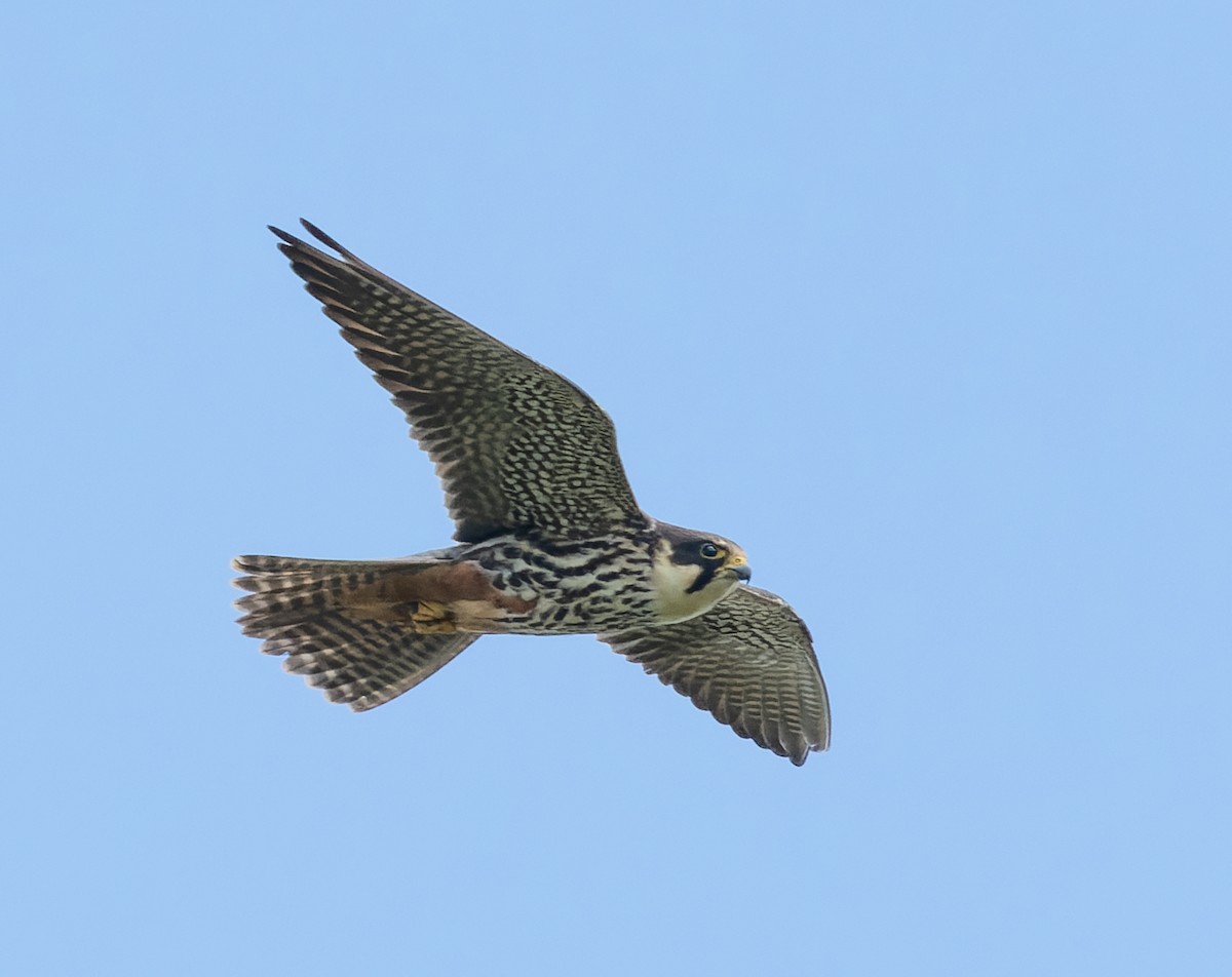 Eurasian Hobby - Simon Colenutt