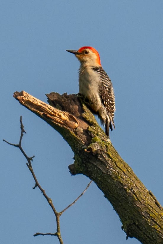 Red-bellied Woodpecker - ML618906629