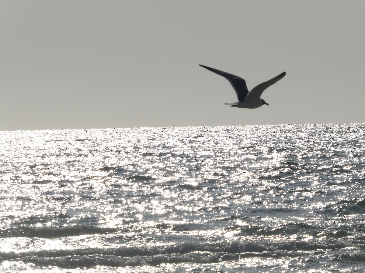 Laughing Gull - Thomas Ouchterlony