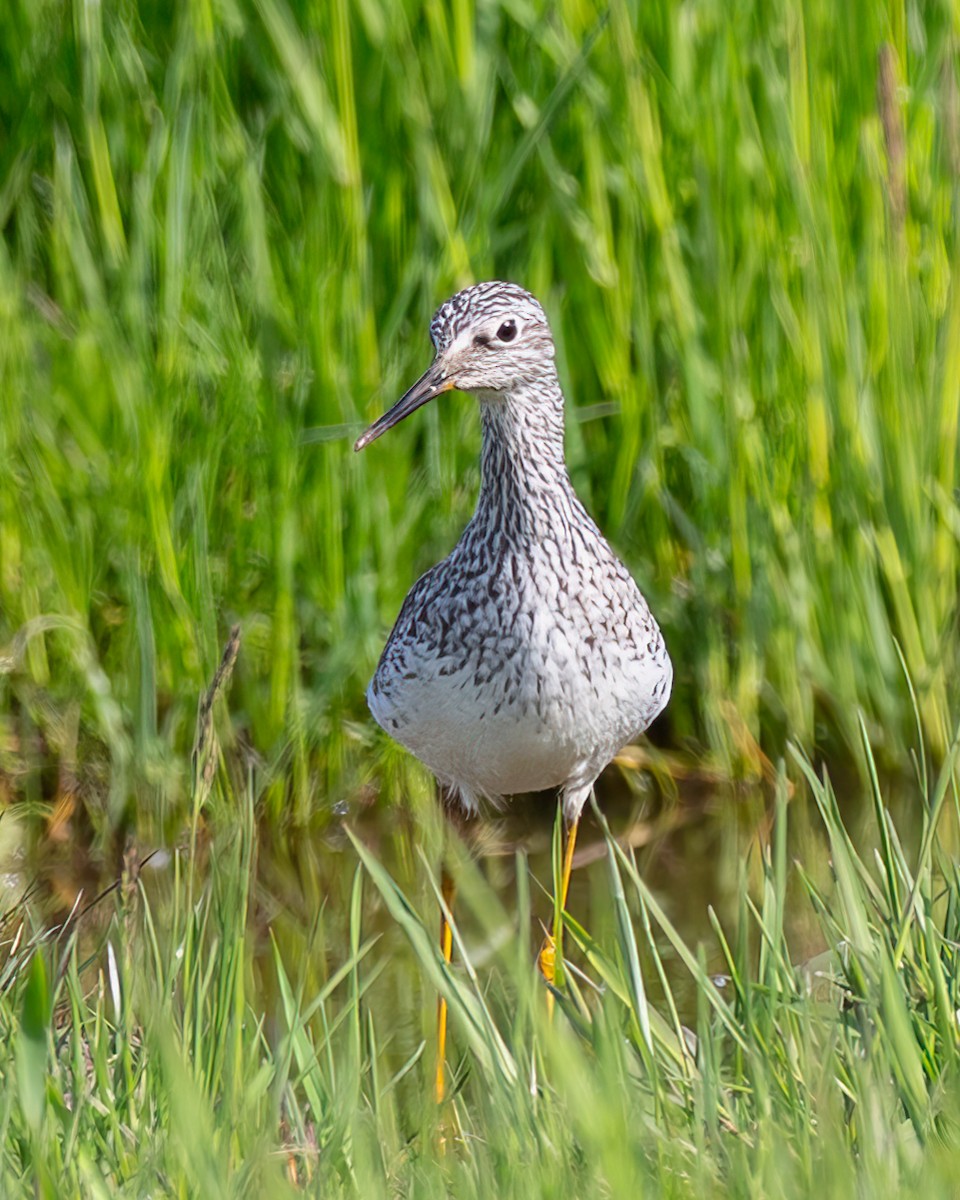 Lesser Yellowlegs - ML618906648