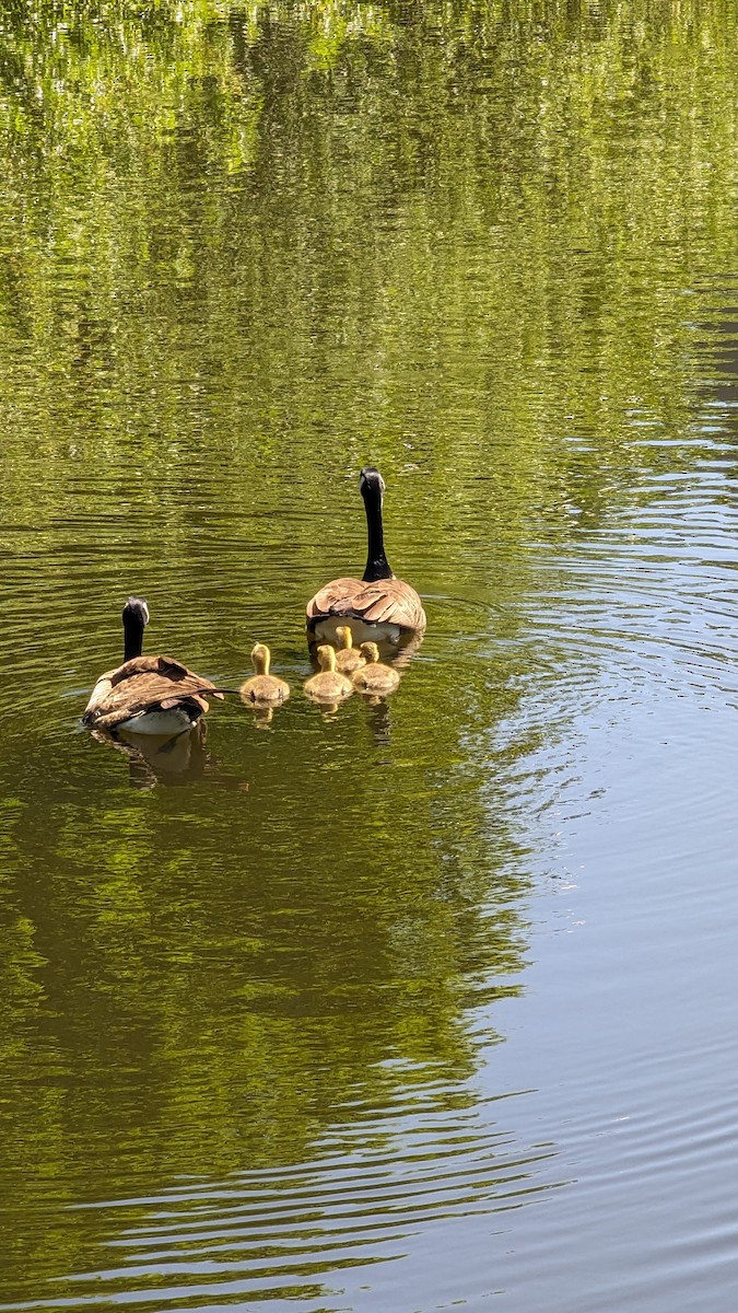 Canada Goose - Anonymous