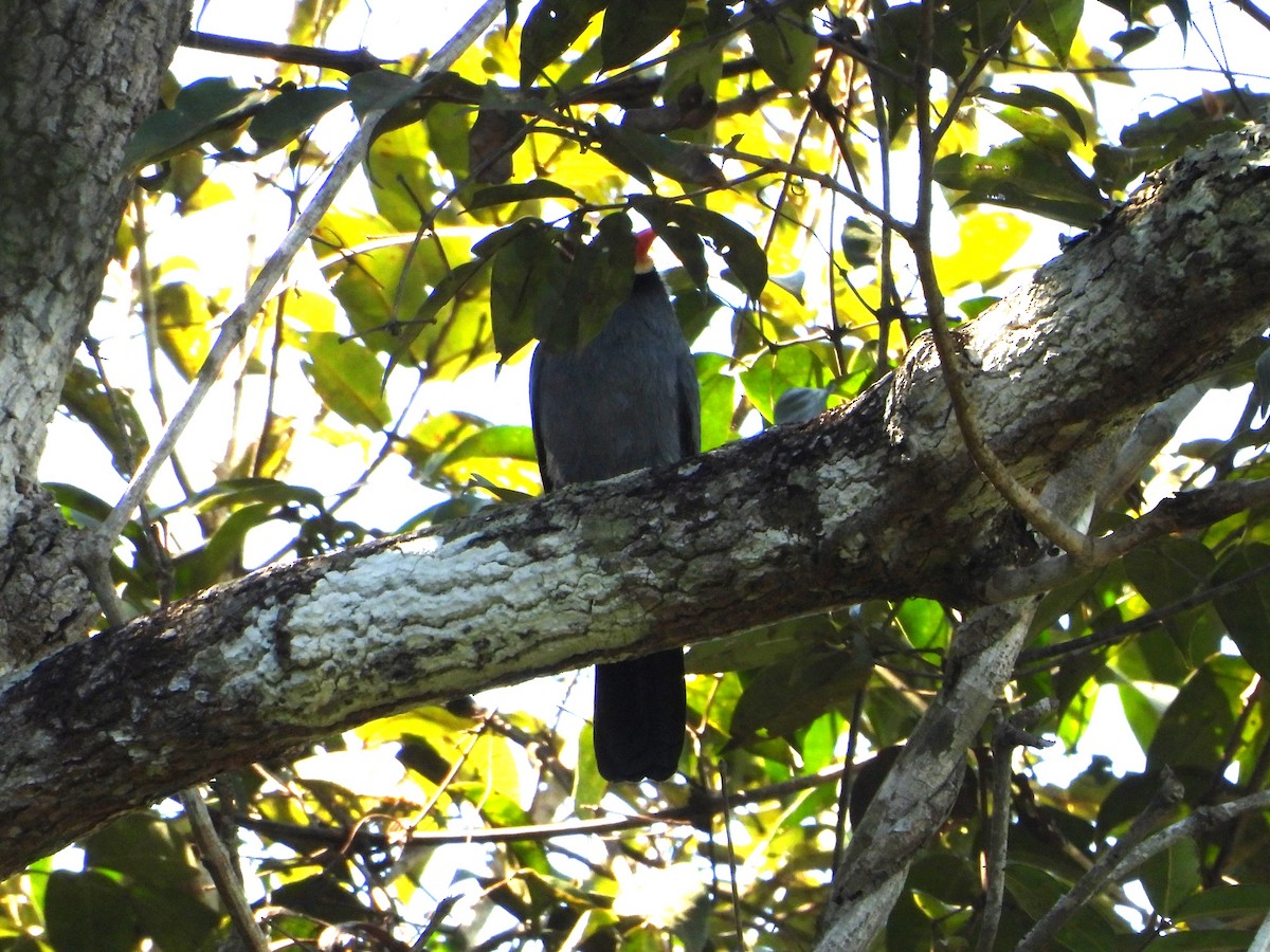 White-fronted Nunbird - ML618906678