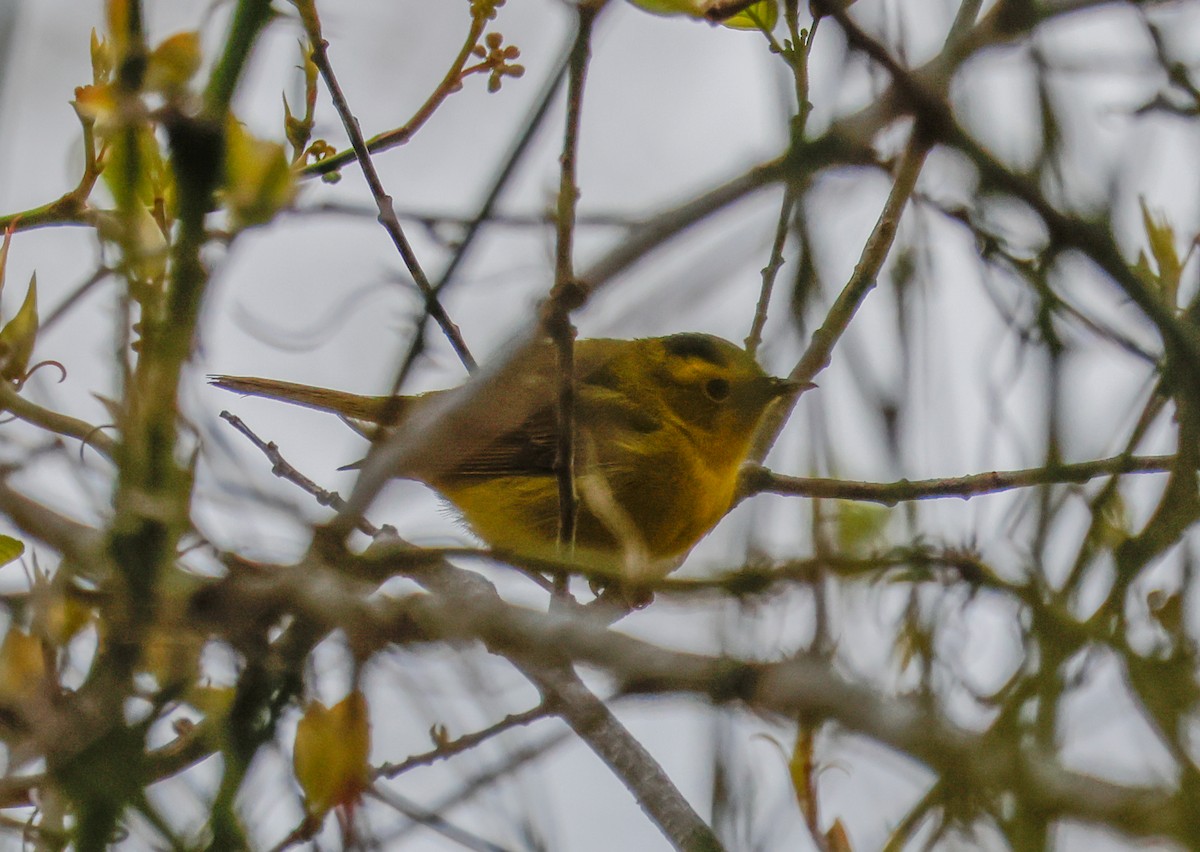 Wilson's Warbler - Peter Crosson