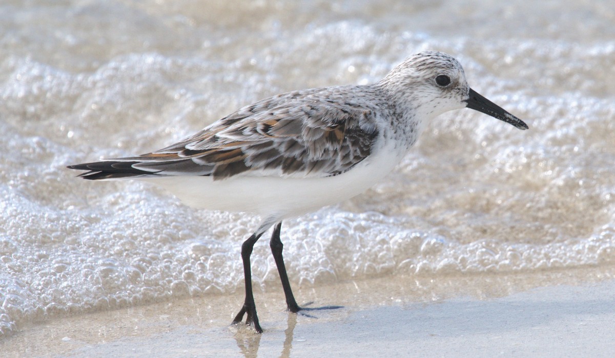 Sanderling - Giuseppe Speranza