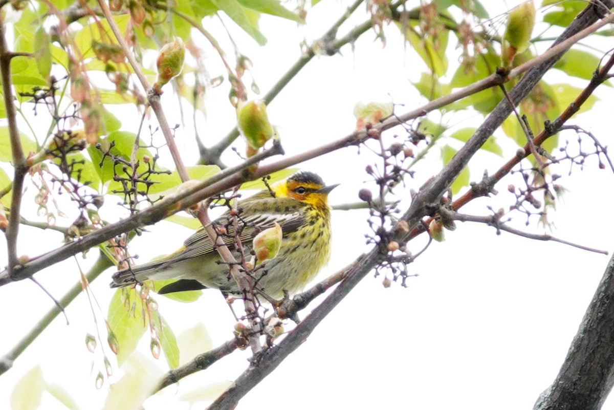 Cape May Warbler - ML618906691