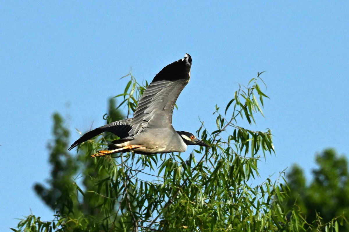 Yellow-crowned Night Heron - ML618906695