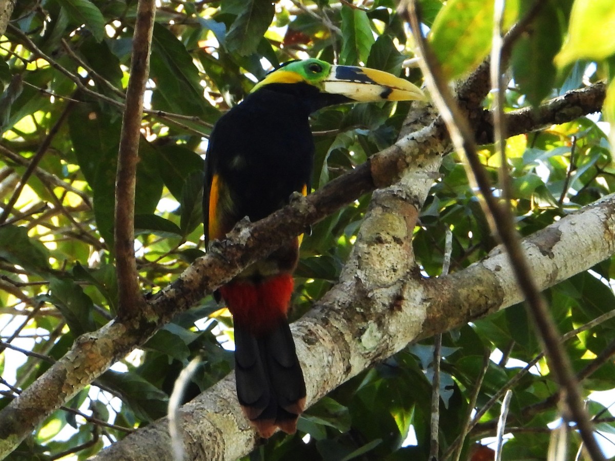 Gould's Toucanet - ML618906700