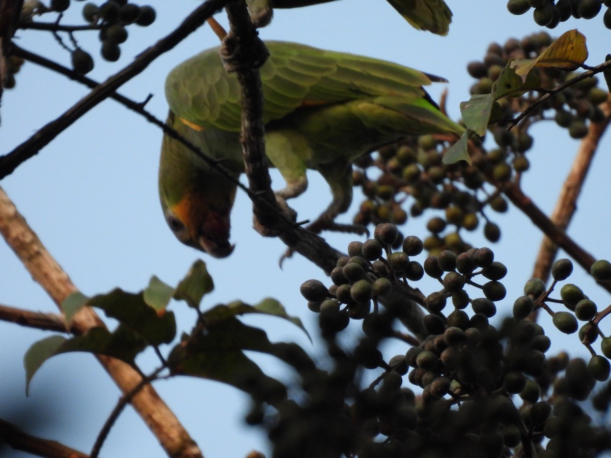 Yellow-crowned Parrot - Eco Reserva Ocelote