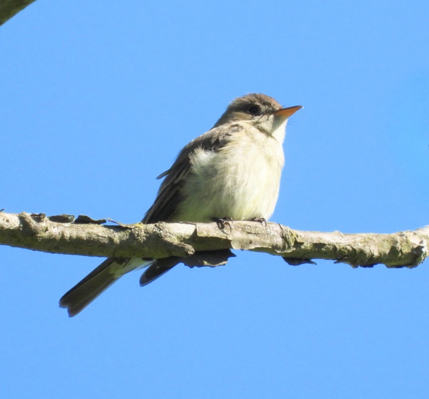 Eastern Wood-Pewee - ML618906702