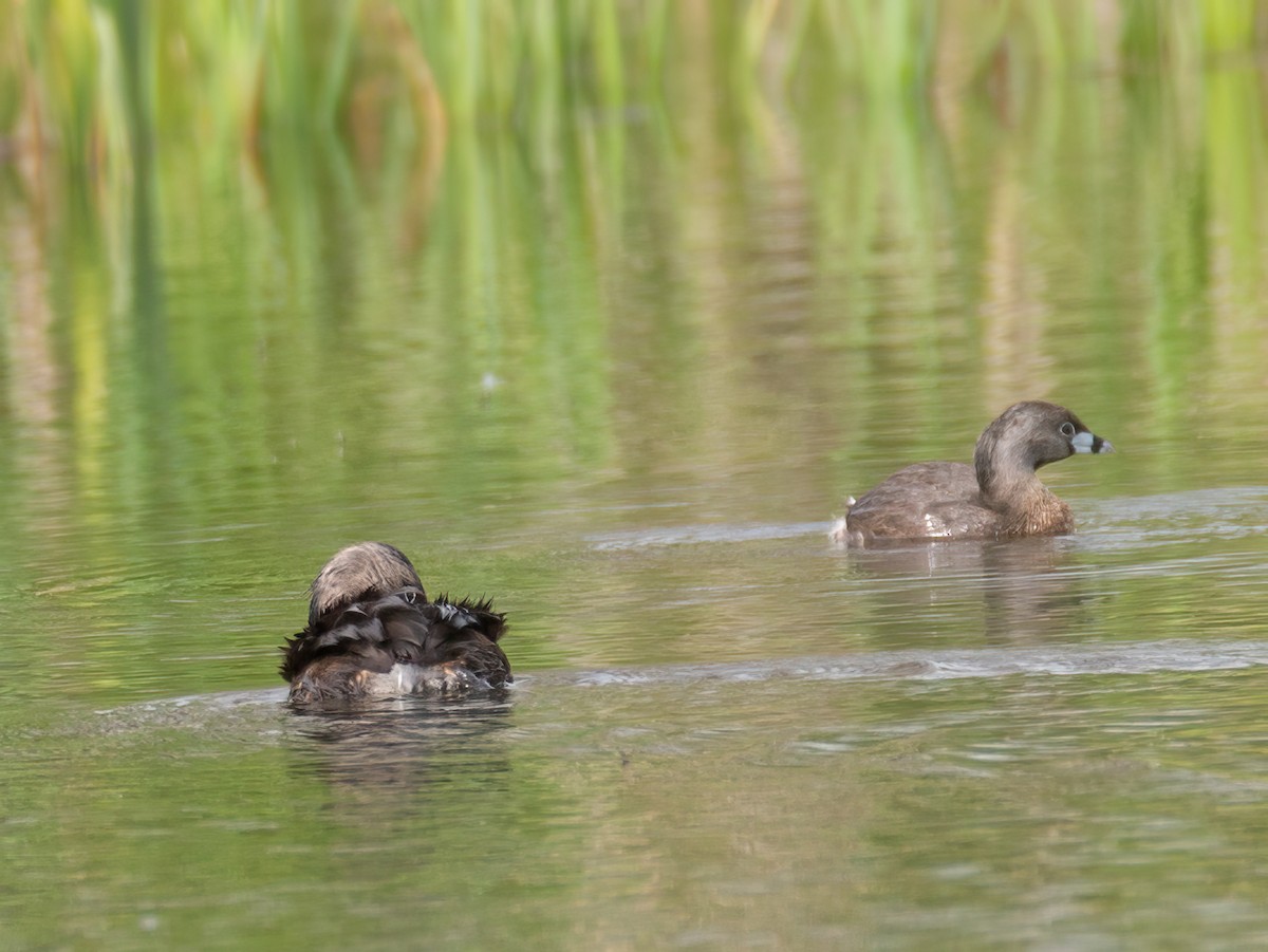 Pied-billed Grebe - ML618906710