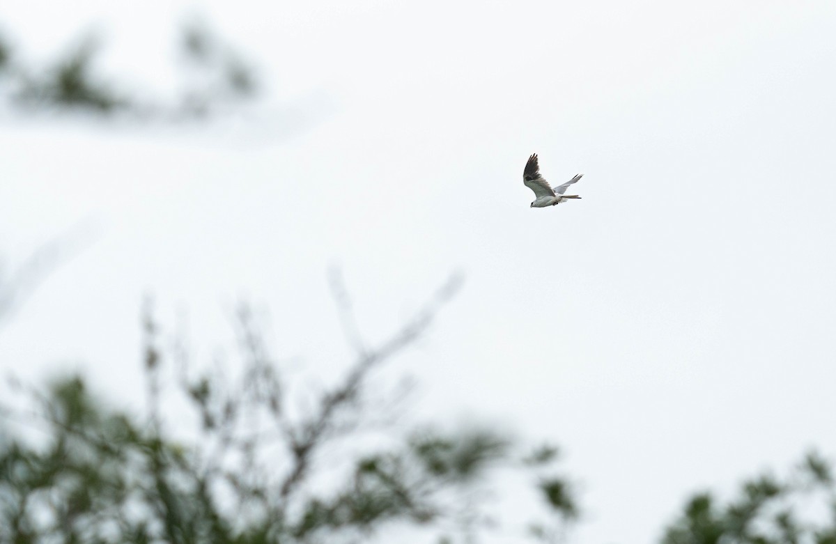 White-tailed Kite - ML618906731