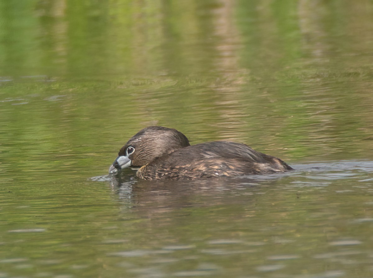 Pied-billed Grebe - ML618906734