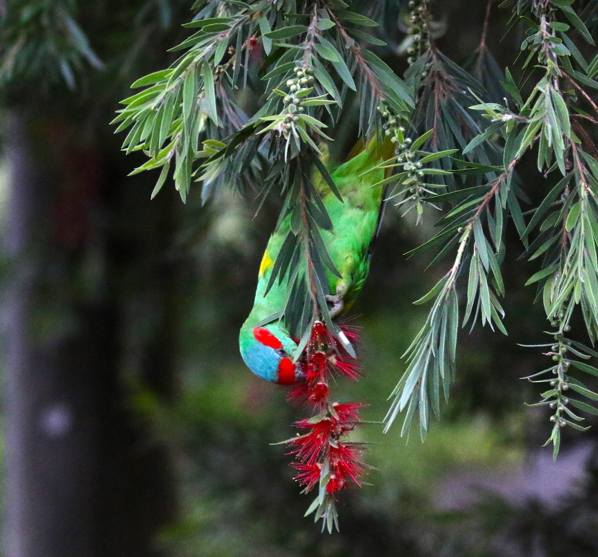 Musk Lorikeet - sean clancy