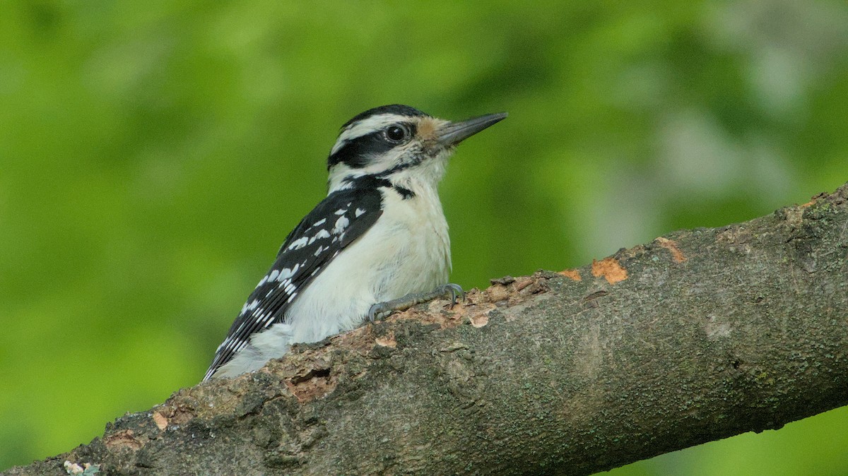 Hairy Woodpecker - ML618906793