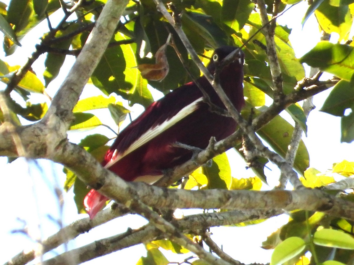 Pompadour Cotinga - ML618906807