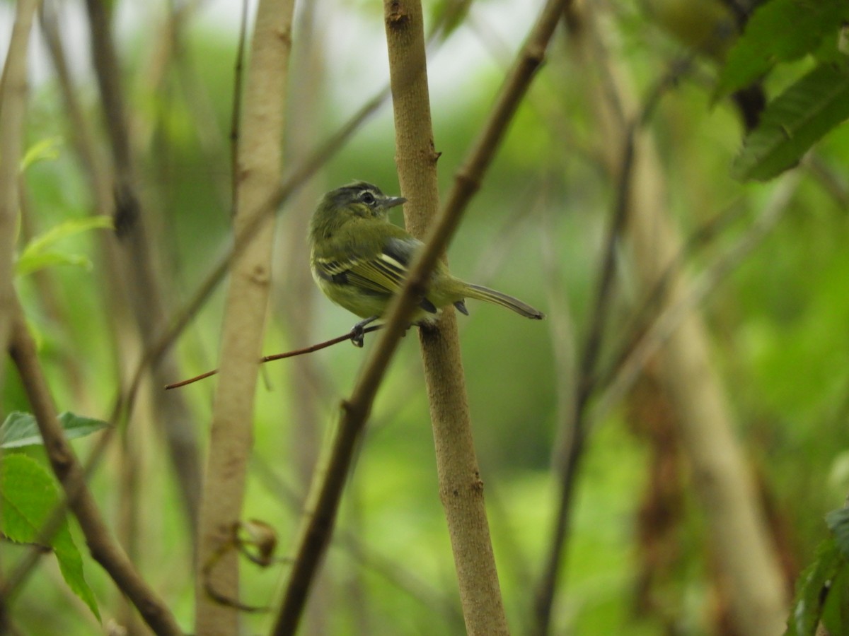 Yellow-olive Flatbill - ML618906812